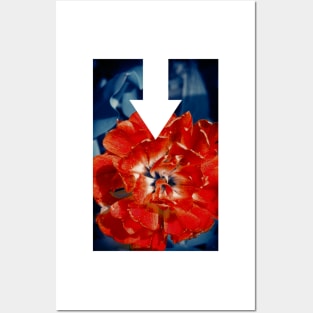 Scarlet Peony Flower Posters and Art